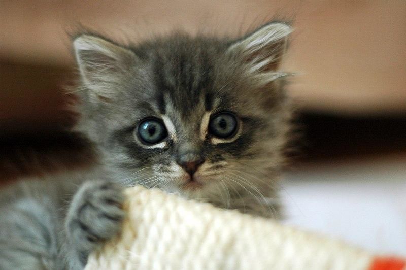 The Cat Video Fest